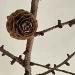Natura *