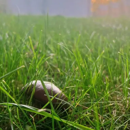 Natura - Klimatyzacja, Starlink, Basen